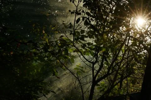 Sunrays Through A Morning Forest Foto stock