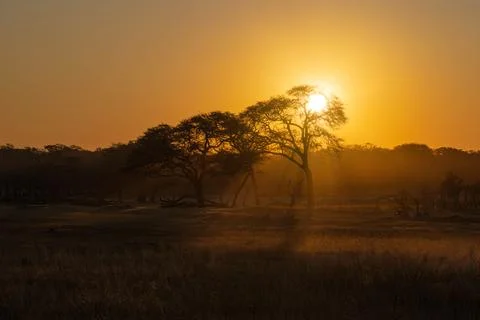 Sunrays Through Tree in Dusty African Savanna Foto stock