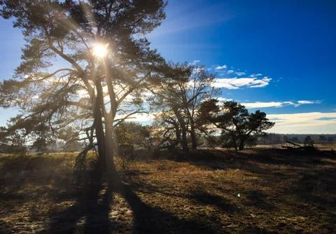 Sunrays through a tree in the field against clear sky Stock Photos