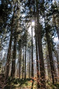 Sunrays through the trees of the dark forest Stock Photos
