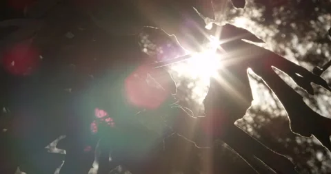 SUNRAYS THROUGH TREES Stock Footage 141073749