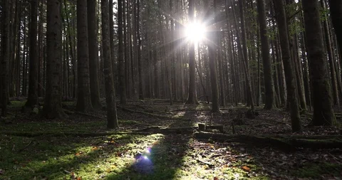 Sunrays through trees in the forest Stock Footage 95779315