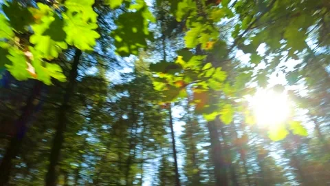 Sunrays Through Trees In German Forest 動画素材 162835921