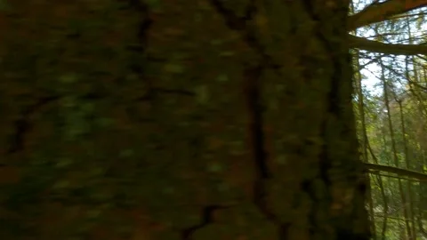 Sunrays Through Trees In German Forest In Golden Hour 動画素材 162836191