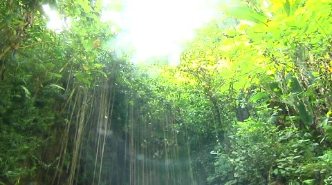 Sunrays through the trees in the rain forest in Bali Stock Footage 41379752
