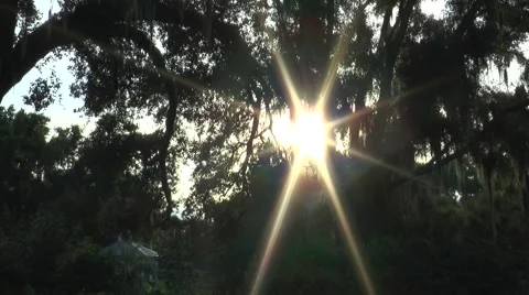 Sunrays Thru Mossy Oak Tree Stock Footage 52657562