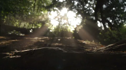 Sunrays Under An Ancient Yew Tree Vídeo Stock 60266653