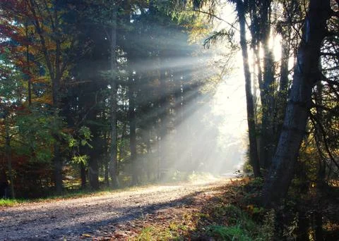 Sunrays in the woods 스톡 사진