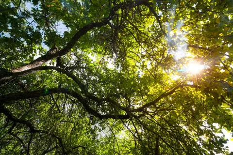 Sunrays in the woods Stock Photos