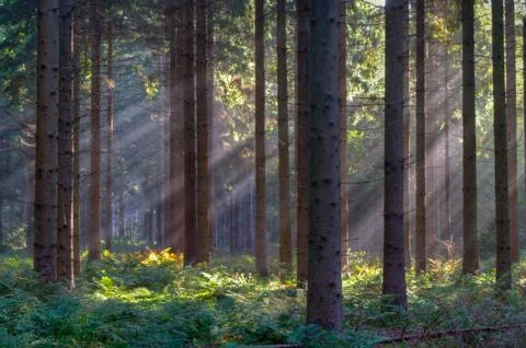 Sunrays in woods Stock Photos