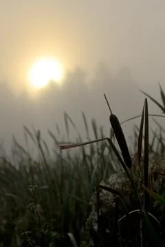 Sunrice in the mist Stockfoto's