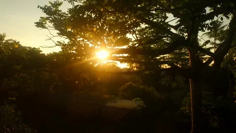 Sunrise among tree branches Stock Footage 154816567