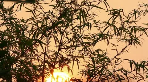 Sunrise And Bamboo 4 Stock Footage 12128053