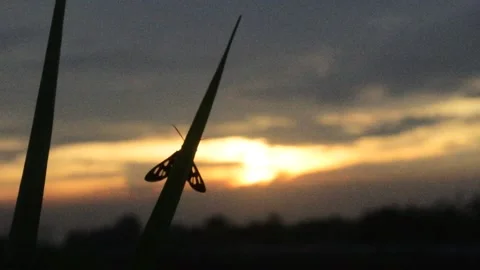 Sunrise and beetle Video stock 297598807