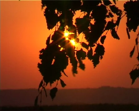 Sunrise and birch Stock Footage 583260