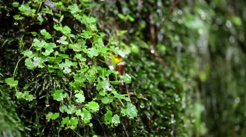 Sunrise and bridge Stock Footage 10874346