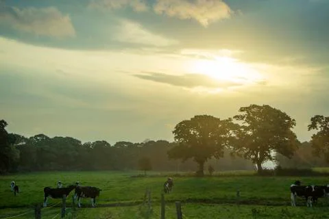 Sunrise and Cows Stock Photos