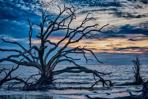 Sunrise and dramatic clouds illuminating the weathered driftwood trees alon.. Stock Photos