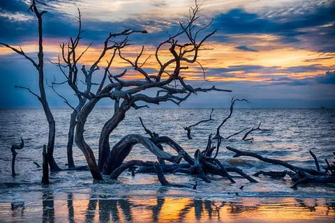 Sunrise and dramatic clouds illuminating the weathered driftwood trees alon.. Stock Photos