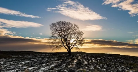 Sunrise and lonely tree Stock Footage 122669363