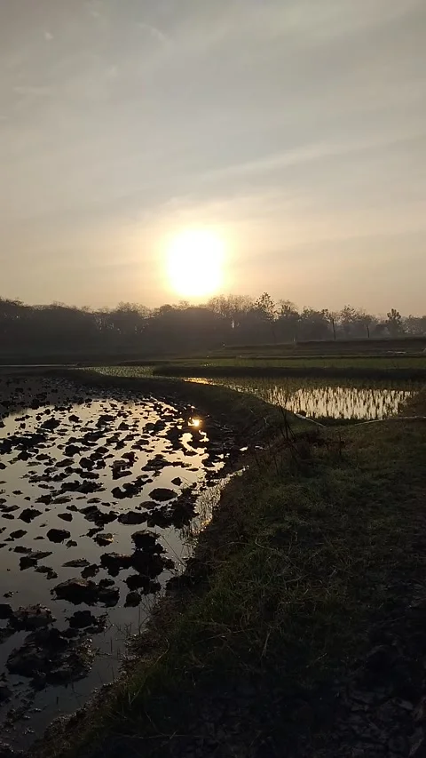 Sunrise and Rice Fields Portrait Stock Footage 341456445