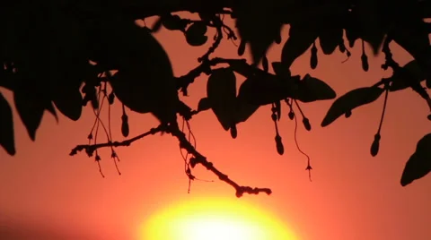 Sunrise and Silhouette 2 Stock Footage 33971474