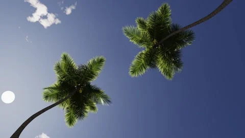 Sunrise and sunset against the backdrop of tropical palm trees and sky. Video stock 327305645