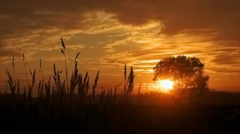 Sunrise and tree Stock Footage 42670305