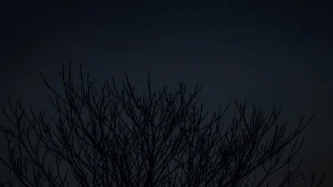 Sunrise and Tree Stock Footage 99165595