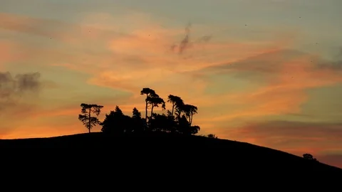 Sunrise and trees Stock Footage 69838430