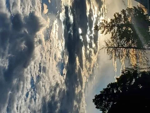 Sunrise and trees Stock Photos