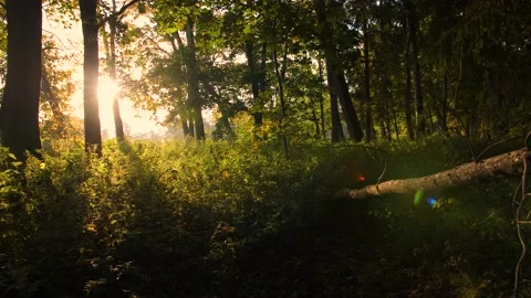 Sunrise in autumn forest Video stock 164549349