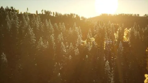 Sunrise in Autumn Forest Stock Illustration