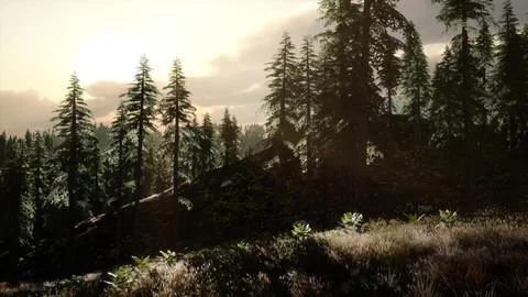 Sunrise in Autumn Forest Stock Illustration