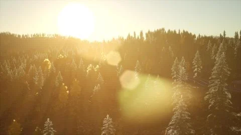 Sunrise in Autumn Forest Stock Illustration