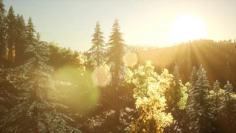 Sunrise in Autumn Forest Stock Illustration