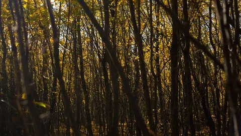 Sunrise in autumn forest. Rays of light make the shot mystical Stock Footage 82866759