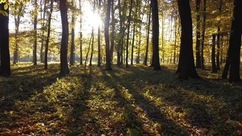 Sunrise in the autumn forest. Rays of light and shadow of tall trees. Stock Footage 162740415