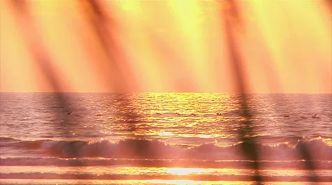 Sunrise Beach Birds Stock Footage 7762499