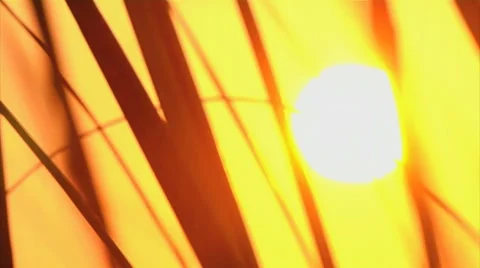 Sunrise Beach Grass Stock Footage 7762576