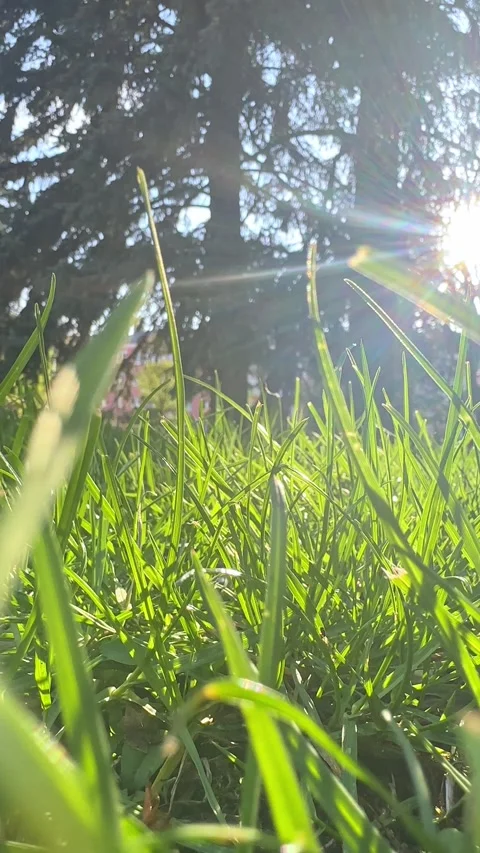 Sunrise beam in the beautiful park. spring grass in sunlight and sky  Stock Footage 301698984