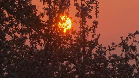 Sunrise behind blooming fruit tree branches Stock Footage 330951536