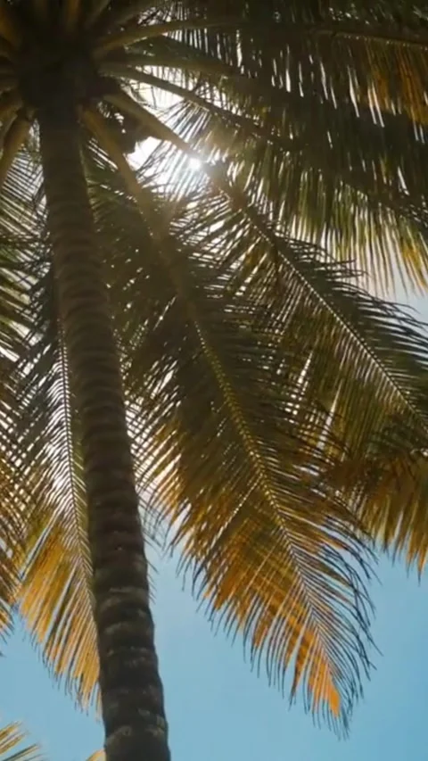 Sunrise behind the coconut tree Stock Footage 241900189