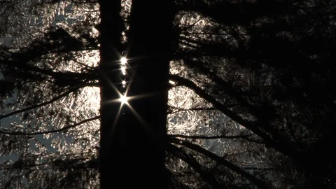 Sunrise Behind Large Tree Timelapse Stock Footage 118937547