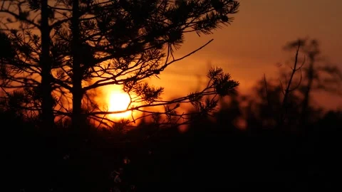 Sunrise behind the pine branches. Siberia Stock Footage 282055064