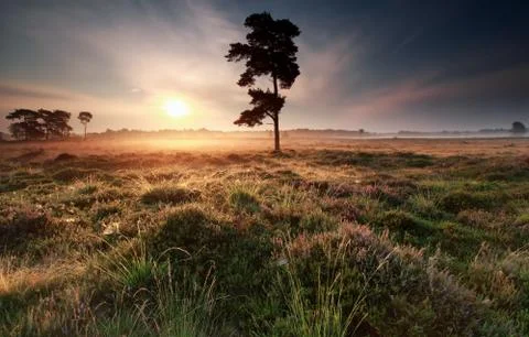 Sunrise behind pine tree in summer Stock Photos