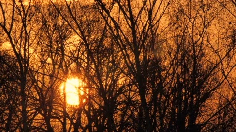 Sunrise behind tree branches. The sun will rise in the yellow sky. Stock Footage 228603499