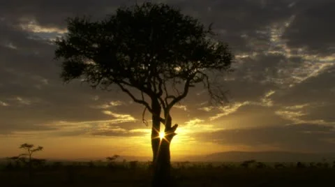 Sunrise behind tree Stock Footage 12657298