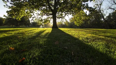 Sunrise behind tree Video stock 71600518