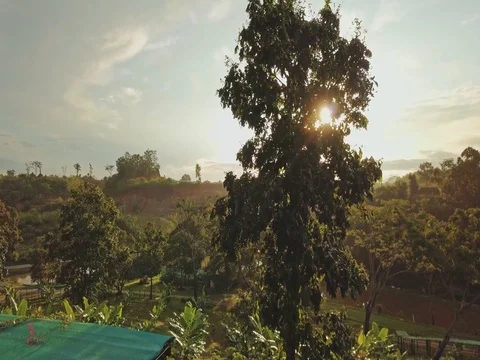 Sunrise Behind the Tree Stock Footage 80973531